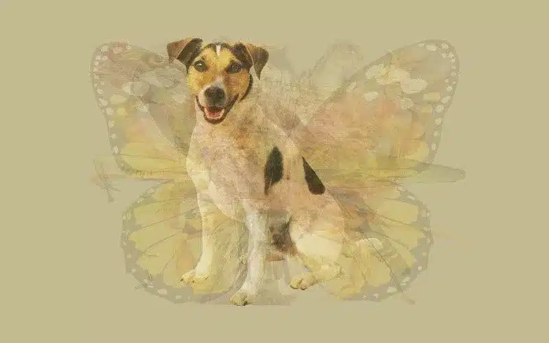 un chien 1