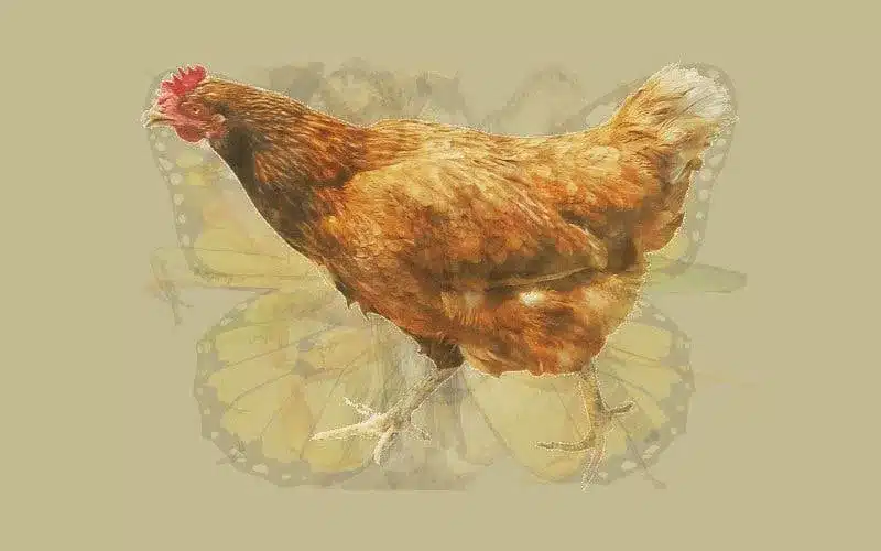 un coq 1