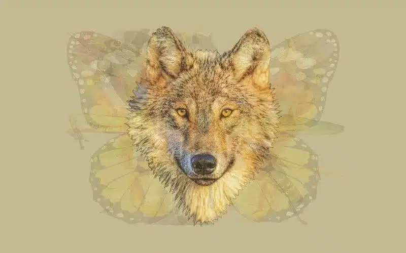 un loup 1