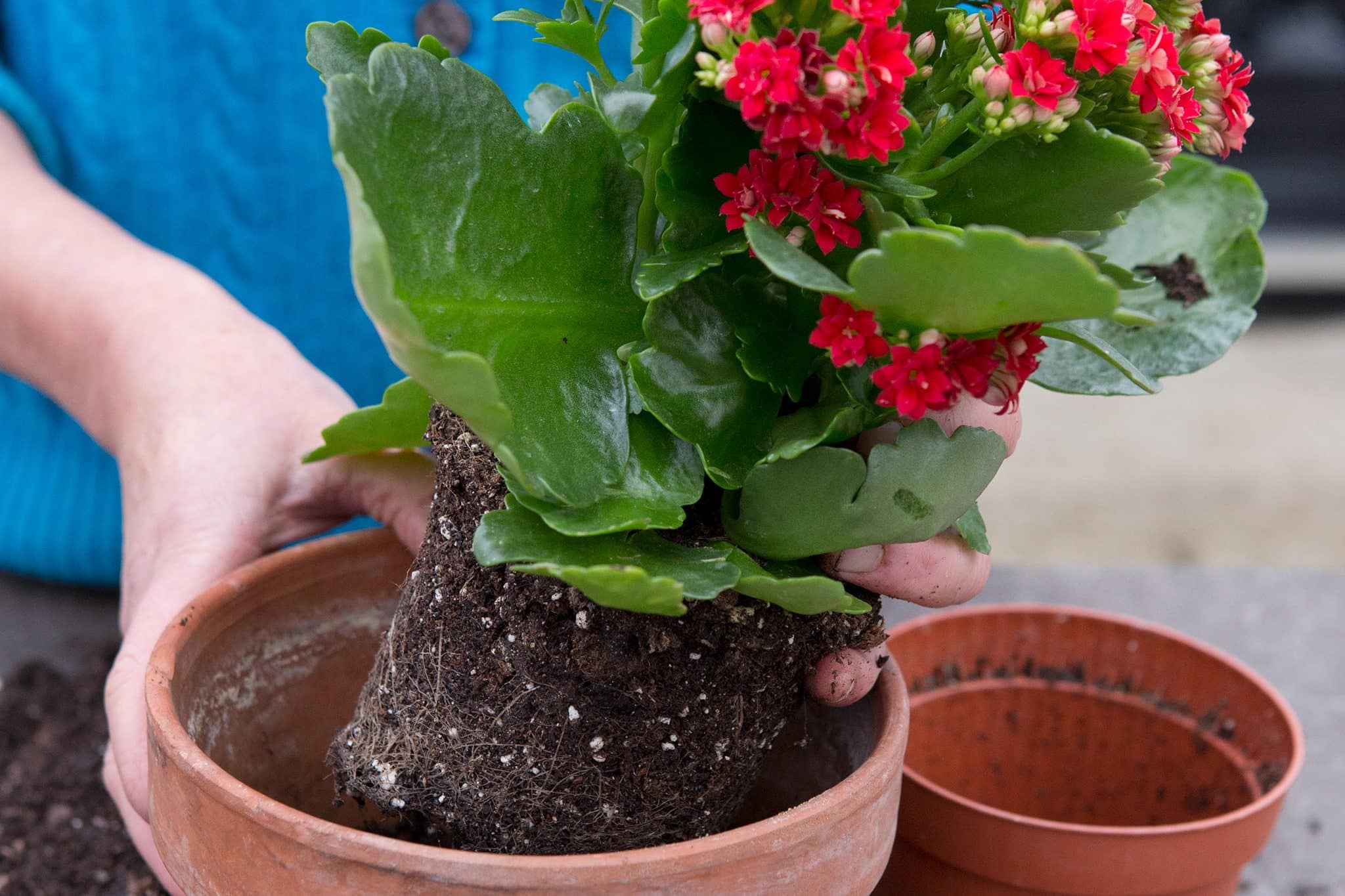 2048x1365 kalanchoe blossfeldiana seo li2899748 b1fba68