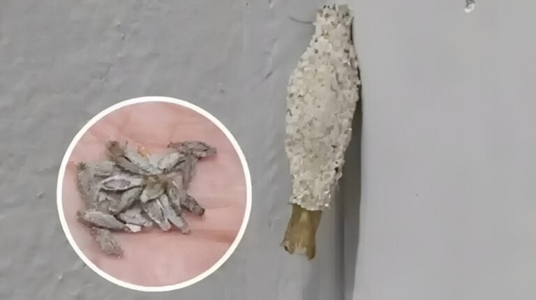 Ώστε αυτή είναι η ταυτότητα του ενόχου πίσω από εκείνα τα παράξενα μικρά σακουλάκια στους τοίχους μας Ώστε αυτή είναι η ταυτότητα του ενόχου πίσω από εκείνα τα παράξενα μικρά σακουλάκια στους τοίχους μας