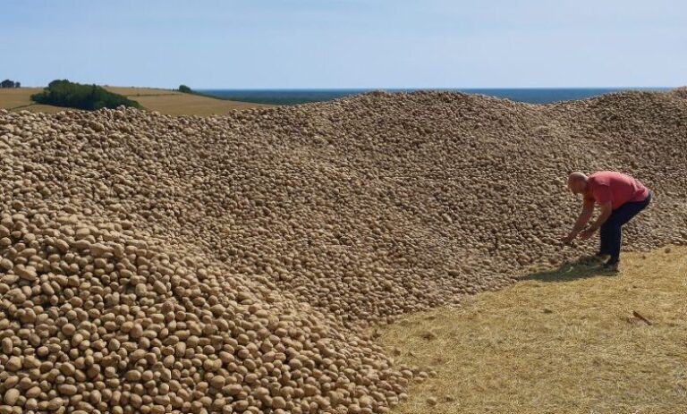 Αγρότης έμεινε με 32 τόνους πατάτες που κανείς δεν ήθελε – μέχρι που το χωράφι του πλημμύρισε από αυτοκίνητα