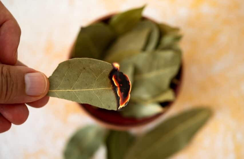 burning bay leaf