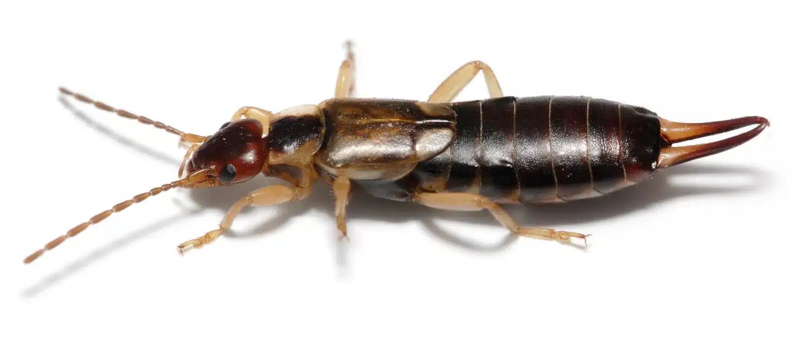 earwig on white background