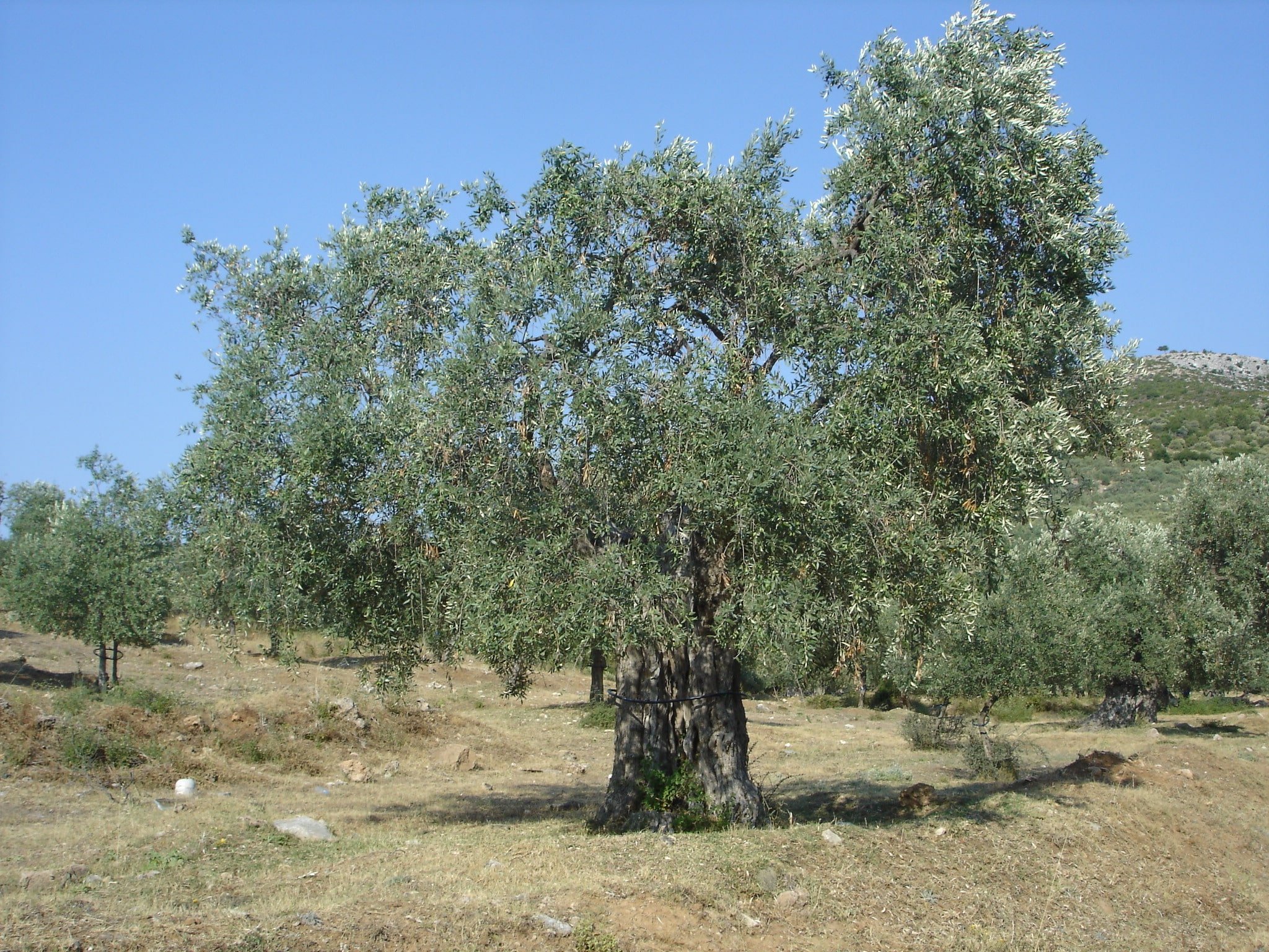 elaiodentro