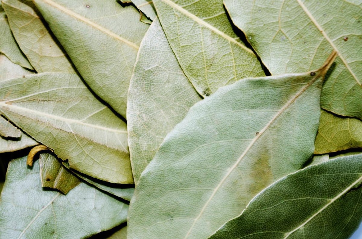 hojas laurel
