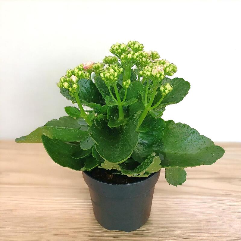 kalanchoe calandiva