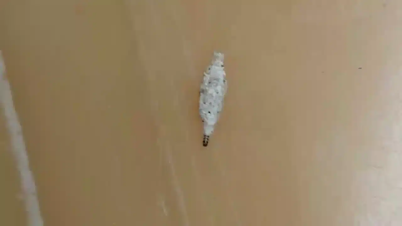 meet the plaster bagworm i had never seen one before v0 cjfjntvkmhnxaxjjmtr