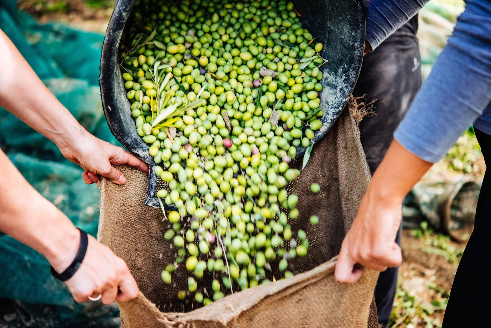 olive farm
