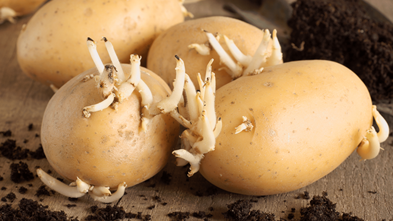 potatoes sprouting