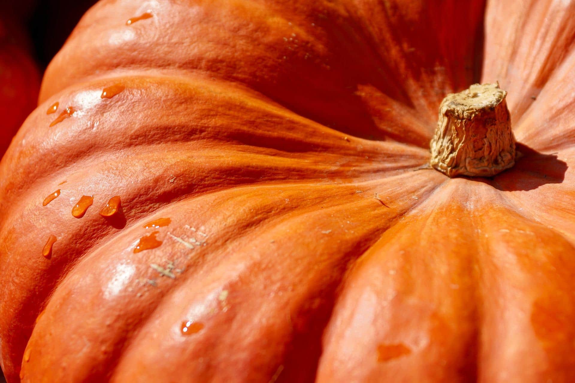 pumpkin g0bd72732a 1920 1