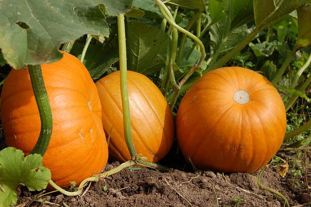 pumpkin g708a026a7 640 1656681805