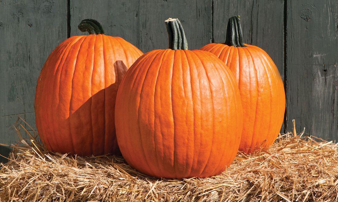 pumpkin2