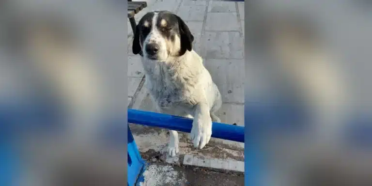 Νέα κτηνωδία: Πυροβόλησαν και σκότωσαν αδέσποτο σκύλο στη Λίμνη Ευβοίας – Αναζητείται ο δράστης