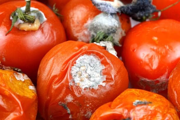 spoiled rotten tomatoes rot mold