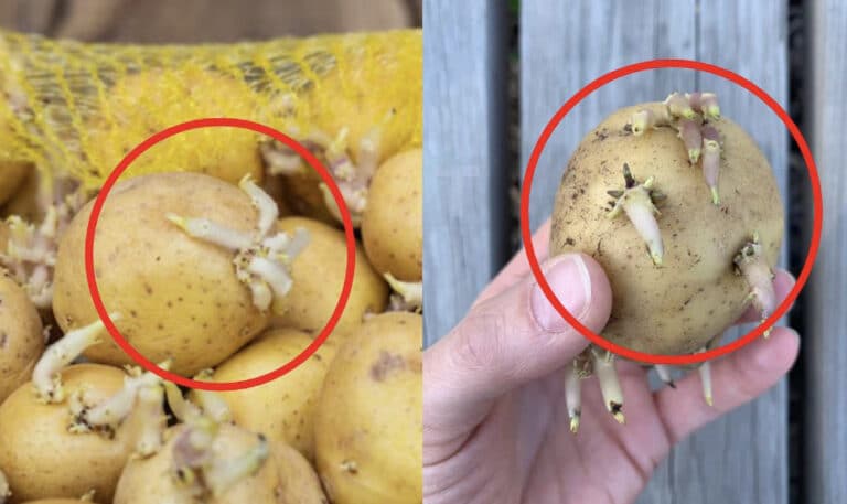 Φυτρωμένες πατάτες: Ο σιωπηλός εχθρός στην κουζίνα σας που μπορεί να βλάψει την υγεία σας
