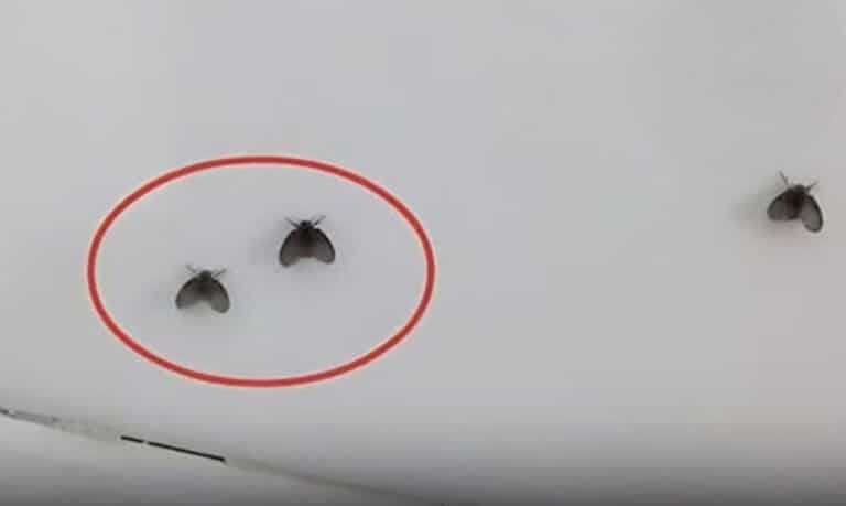 Αυτά τα μικρά μαύρα έντομα στο μπάνιο εμφανίστηκαν ξανά, μάθε ένα μικρό κόλπο για να μην πετάνε ποτέ ξανά μικρά έντομα μέσα στο σπίτι