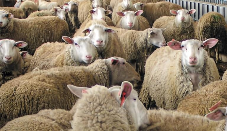 Κτηνοτρόφος πέθανε επειδή του θανάτωσαν τα 30 πρόβατά του λόγω ευλογιάς