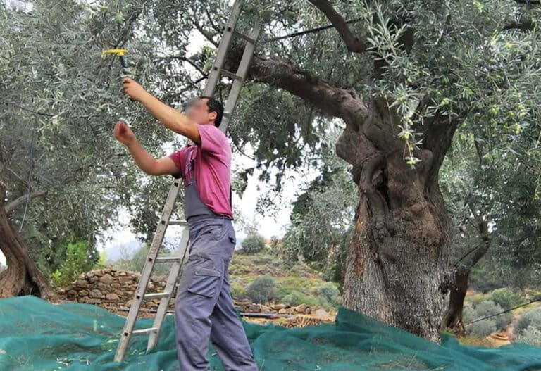 Μέχρι 90-100 ευρώ μεροκάματο ζητάνε για το μάζεμα της ελιάς
