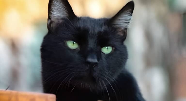 Τα 3 άτυχα ζώδια του 2026 – Θα δοκιμαστούν περισσότερο από όλους