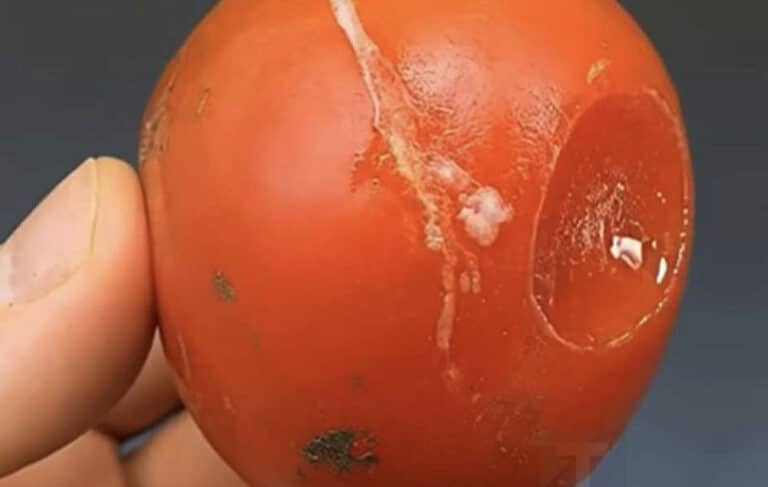 Μην πετάτε τις χαλασμένες ντομάτες: όσο πιο χαλασμένες είναι, τόσο πιο πολύτιμες αποδεικνύονται