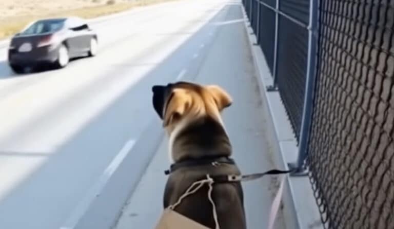 Νόμιζε πως ήταν απλώς ένα αδέσποτο σκυλί δεμένο σ’ έναν φράχτη σ’ έναν έρημο δρόμο — αλλά όταν άνοιξε τον φάκελο γύρω από τον λαιμό του, τα λόγια μέσα του πάγωσαν το αίμα του: «Με θυμάσαι;»