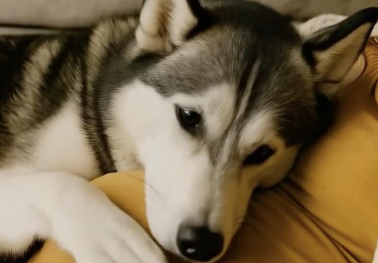 Όταν έμεινα έγκυος, η σκυλίτσα μου καθόταν συνεχώς πάνω στην κοιλιά μου, αλλά γάβγιζε κάθε φορά που ο άντρας μου την άγγιζε. Νόμιζα πως ζήλευε — μέχρι που ανακάλυψα την ανατριχιαστική αλήθεια που εκείνη ήξερε από την αρχή.