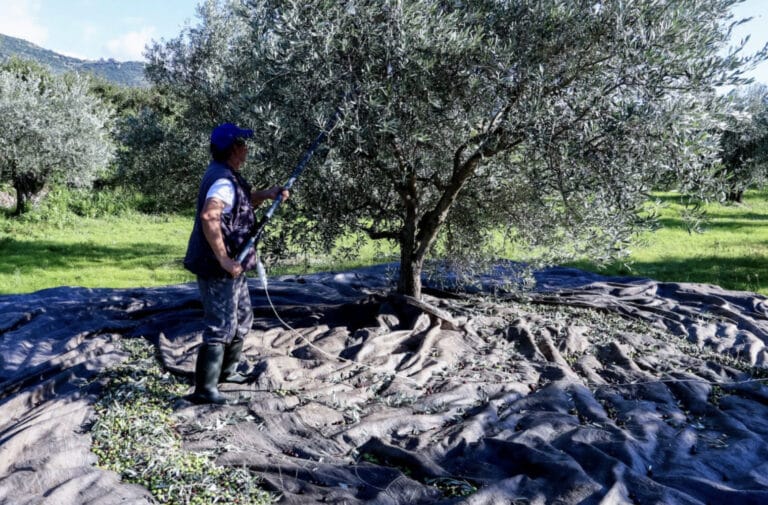 «Βόμβα» για όσους έχουν ελιές στην Ελλάδα, ακόμη και αν δεν τις μαζεύουν ή δεν βγάζουν λάδι – Πρέπει να κάνουν 1 πράγμα αλλιώς πληρώνουν