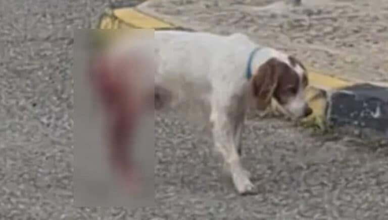 Κτηνωδία σοκ στην Ελλάδα – σκύλος βασανίστηκε και κακοποιήθηκε σeξουαλικά