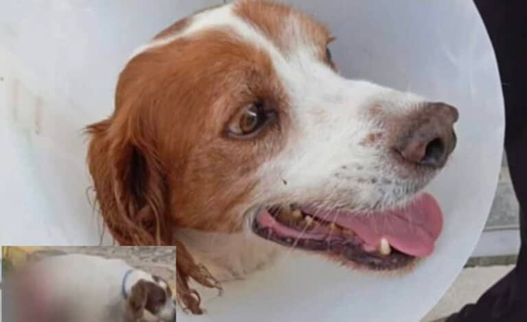 Ηλεία: Σώθηκε και νοσηλεύεται εκτός κινδύνου ο σκύλος που υπέστη βάναυση κακοποίηση