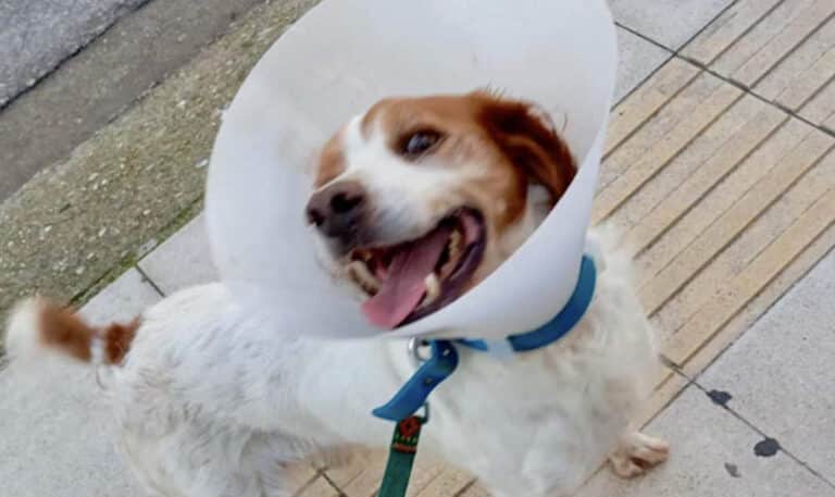 «Εφαρμόστε επιτέλους τον Νόμο για την προστασία των ζώων»: Έκκληση της Ειδικής Γραμματείας