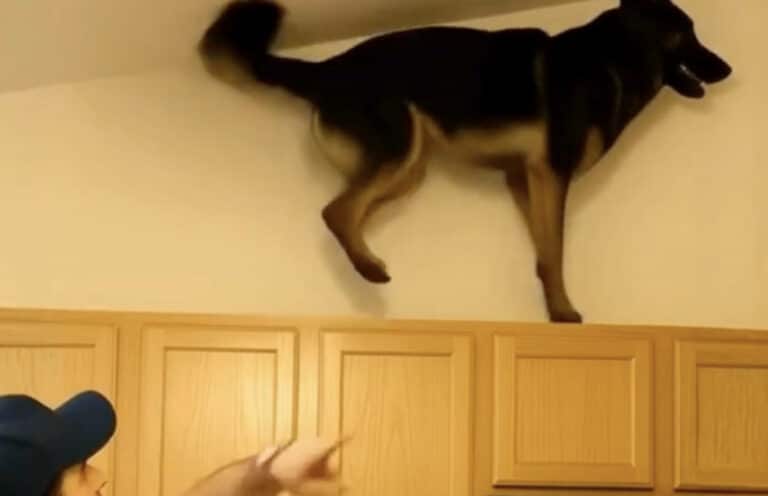 Τελευταία, ο σκύλος μου ανέβαινε συνέχεια πάνω στα ντουλάπια της κουζίνας και γρύλιζε δυνατά. Στην αρχή νόμιζα πως είχε τρελαθεί, μέχρι που κατάλαβα σε τι γαύγιζε.