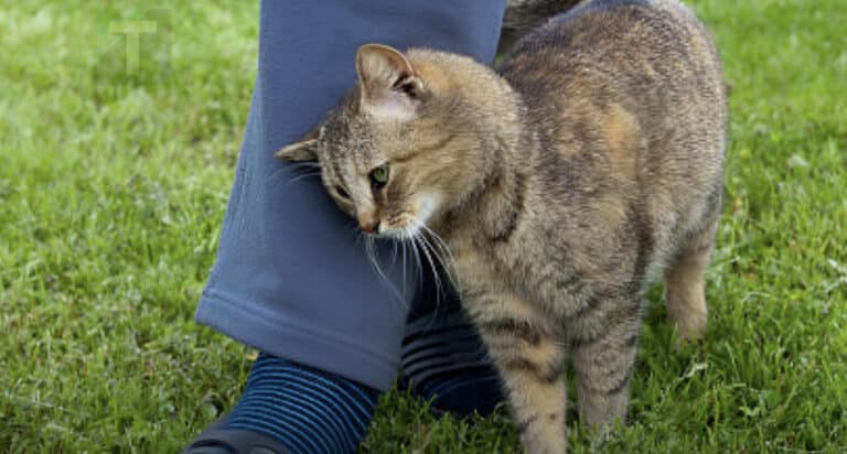Τι σημαίνει όταν μια γάτα τρίβεται πάνω σου