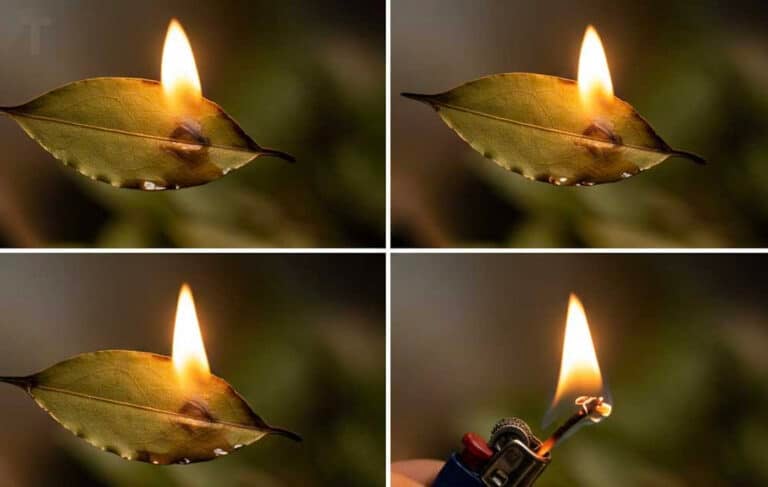 Κάψτε ένα φύλλο δάφνης στο σπίτι: Δείτε γιατί πρέπει να το δοκιμάσετε τώρα