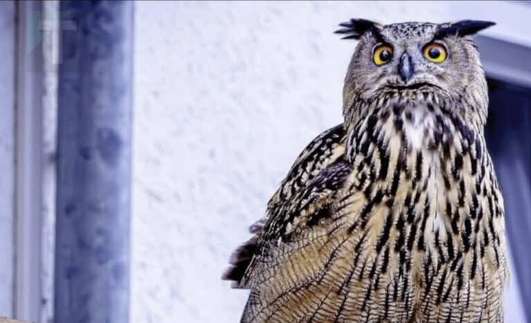 Έχετε σκεφτεί ποτέ τι σημαίνει όταν μια κουκουβάγια βρίσκεται κοντά σας;