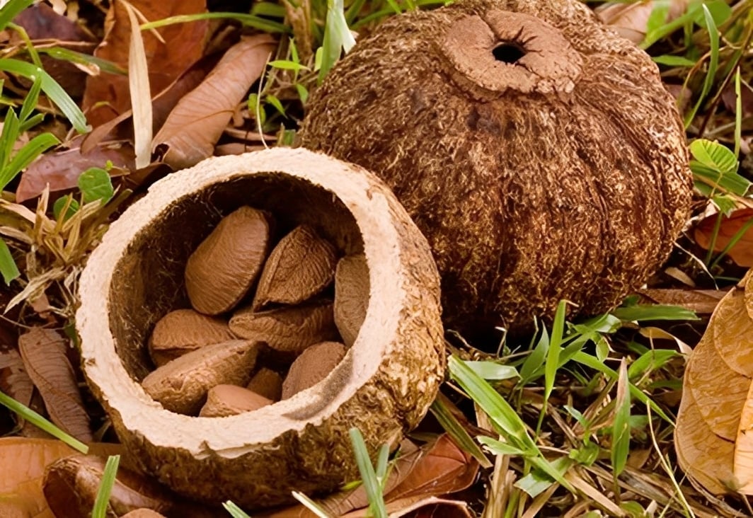 Τον τρως και… δυναμώνεις: Ο εξωτικός καρπός που λατρεύει ο θυρεοειδής – Προστατεύει την καρδιά και «ξυπνά» το μυαλό 4 1 94