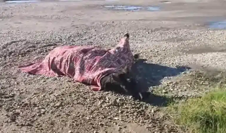 Οργή στο Αγρίνιο: Αβοήθητο από… χθες άλογο που τραυματίστηκε μετά από τροχαίο