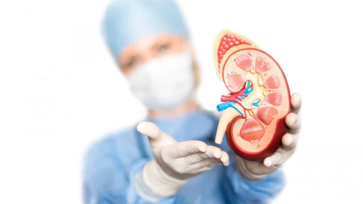 268de5ec bigstock kidney in the hands of the sur 102182243