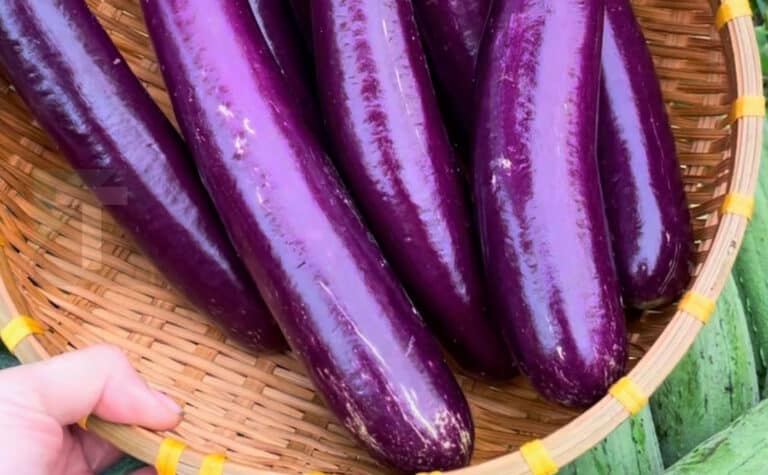 Η υποτιμημένη δύναμη της μελιτζάνας και γιατί αξίζει μια θέση στο πιάτο σας