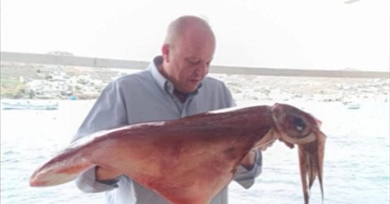 Μύκονος: Δυο τεράστια καλαμάρια 17 κιλών έβγαλε με τα χέρια του από τη θάλασσα κάτοικος