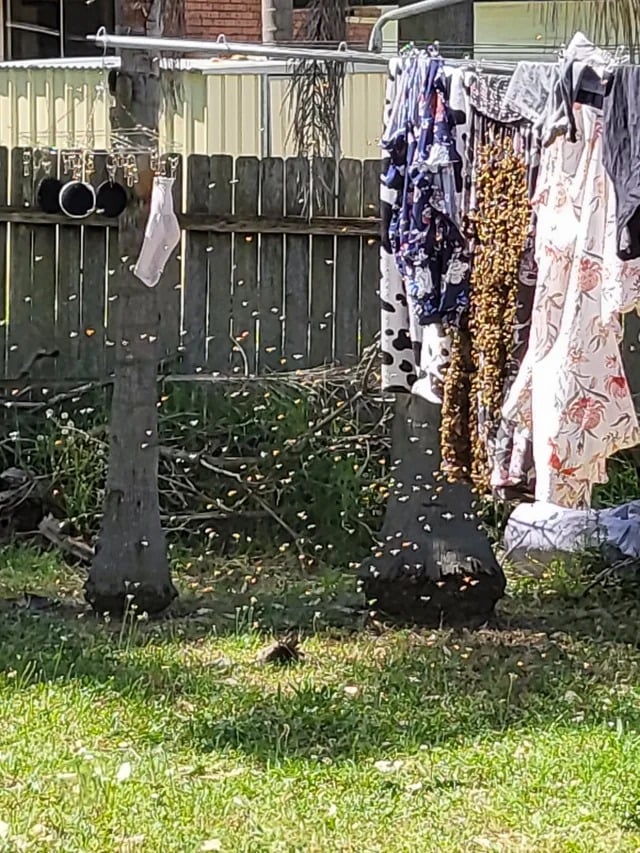 came home to see there is an entire swarm of bees on my v0
