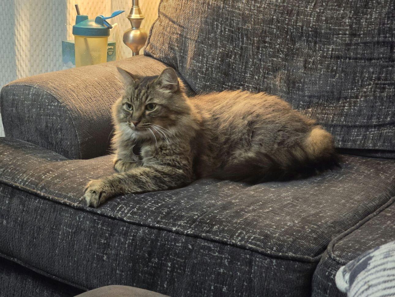 cat on couch