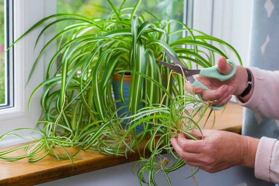 detaching spider plant plantlets