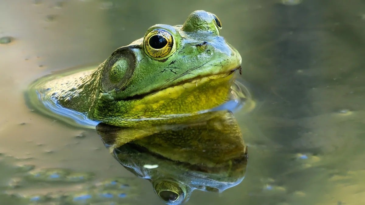 Τι σημαίνει όταν έχεις βατράχια μέσα στο σπίτι; 3