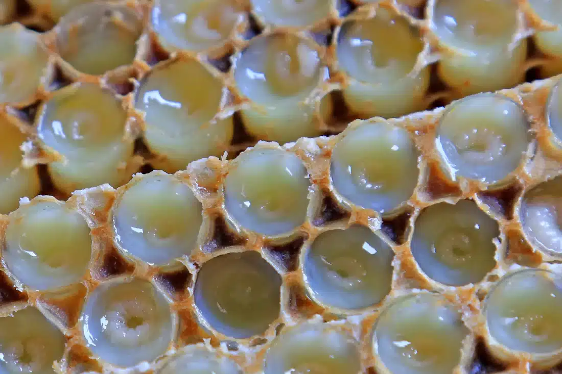 Το Νο1 σuμπλήρωμα που θεωρείται ελıξίριο νεότητας και υγείας – Ρίχνει το σάκχαρο και την πίεση και βοηθά στα αuτοάνοσα 1