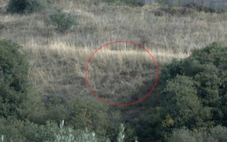 Αναστάτωση στη Θεσσαλονίκη: Λύκος τρόμαξε δεκάδες κόσμου – Έτρεχαν σε πανικό