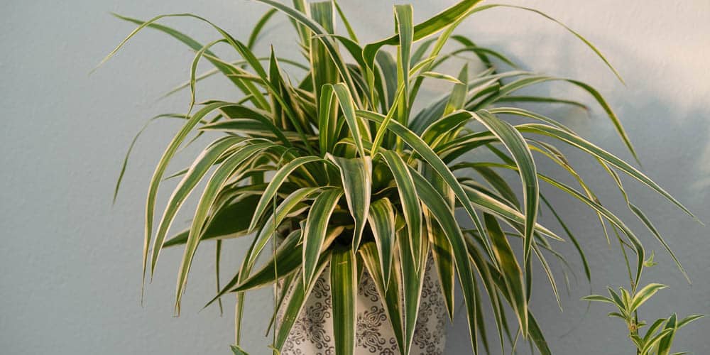 mistikakipou xlorofito frontida