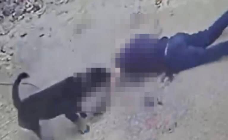 Καλαμάτα: Καρέ καρέ η στιγμή που το ροτβάιλερ αρπάζει τον 76χρονο – Δίασωληνωμένος ο ηλικιωμένος, βίντεο από τον αιματοβαμμένο χώρο