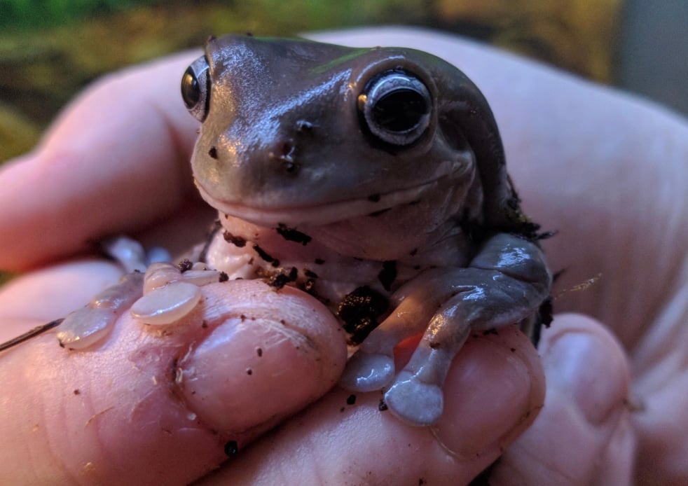 Τι σημαίνει όταν έχεις βατράχια μέσα στο σπίτι; 1 stigmiotypo othonis 2025 11 01 13.59.09