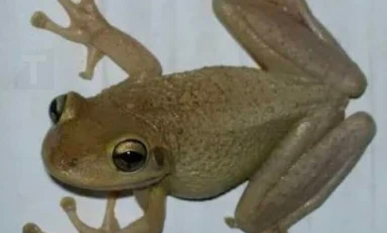 Τι σημαίνει όταν έχεις βατράχια μέσα στο σπίτι;